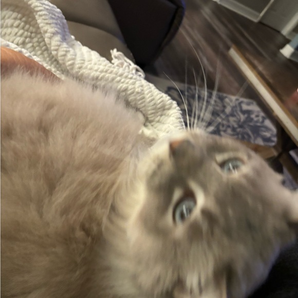 Like the post and be notified when live thank you - Picture 9 of 9